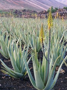 aloe vera