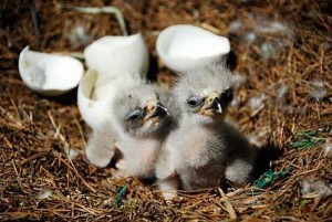 cute_baby_eagles_18