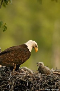 cute_baby_eagles_23