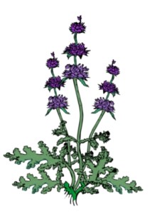 Salvia columbariae