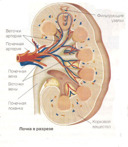 pochka