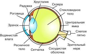 stroenie glaza