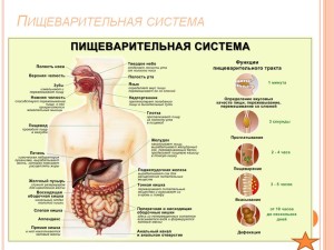 Pischevaritelnaja-sistema