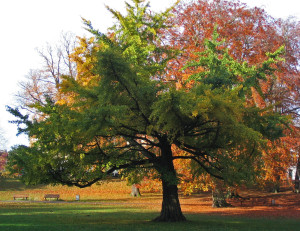 ginkgo-biloba-arbre