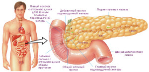 podjeludochnaya