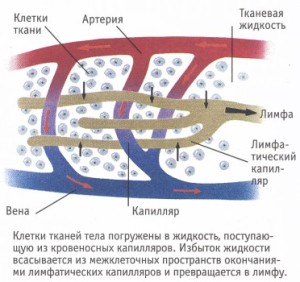 limfa