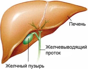 zhelchniy