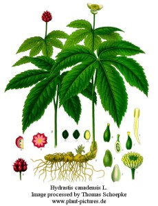 Hydrastis canadensis