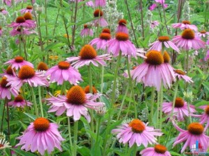 echinacea_20purpurea