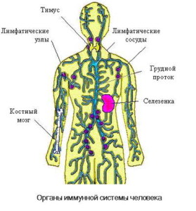 imynnaya_sistema