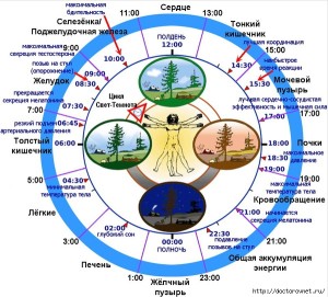 BIOLOGICHESKIE_CHASUY