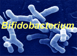 bifidobacterium